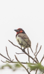 Lybius torquatus torquatus