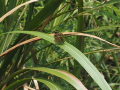 Junonia lemonias aenaria