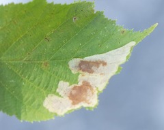 Cameraria corylisella