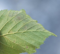 Cameraria corylisella