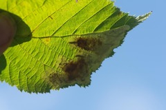 Cameraria corylisella