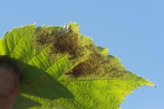 Cameraria corylisella