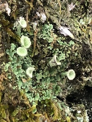 Cladonia chlorophaea