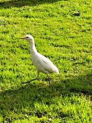 Bubulcus ibis