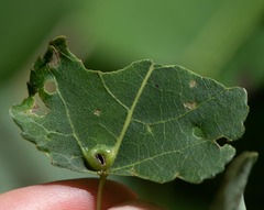 Harmandiola