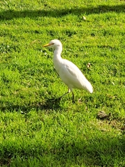 Bubulcus ibis