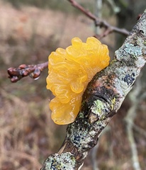 Tremella mesenterica