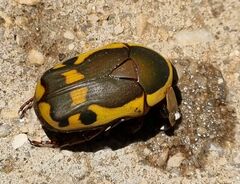 Pachnodella impressa