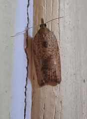 Epiphyas postvittana