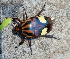 Pedinorrhina trivittata