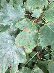 Xanthomonas campestris