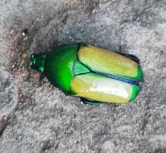 Chlorocala africana subsuturalis