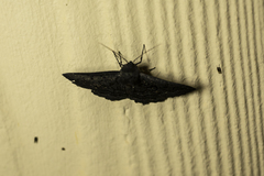 Melanodes anthracitaria