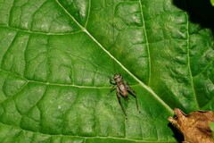 Svistella bifasciata