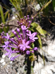 Rhigiophyllum squarrosum