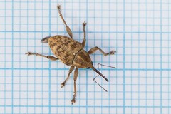 Curculio venosus