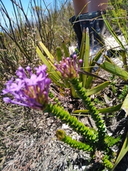 Rhigiophyllum squarrosum