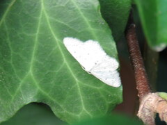 Idaea minuscularia
