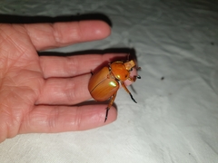 Anoplognathus viriditarsis