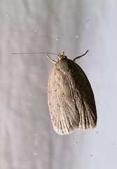 Austrocarea iocephala