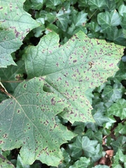 Xanthomonas campestris