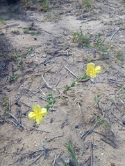 Oenothera mollissima