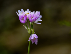 Allium roseum