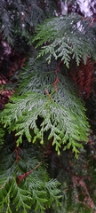 Thuja
