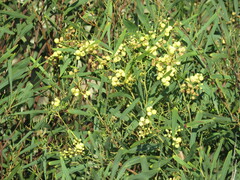 Acacia retinodes