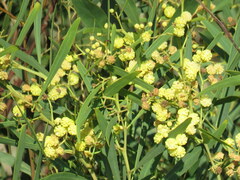 Acacia retinodes