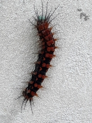 Cerodirphia speciosa