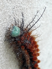 Cerodirphia speciosa