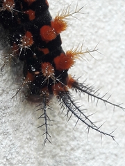 Cerodirphia speciosa