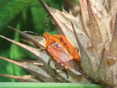 Agonoscelis venosa