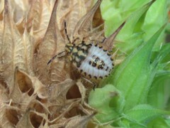 Agonoscelis venosa
