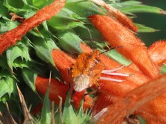 Agonoscelis venosa