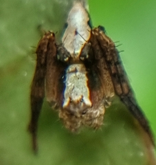 Hamataliwa