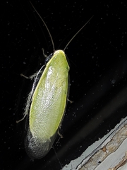 Panchlora