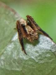 Hamataliwa
