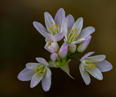 Allium roseum