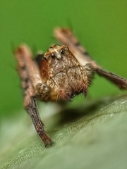 Hamataliwa