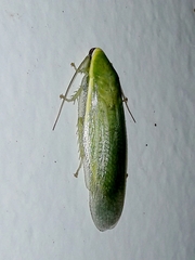 Panchlora
