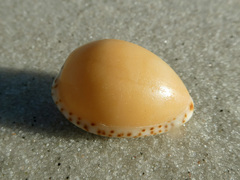 Notocypraea angustata