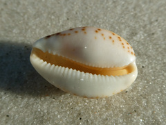 Notocypraea angustata