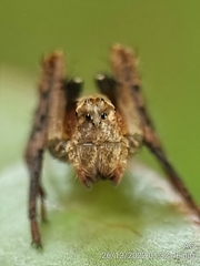 Hamataliwa