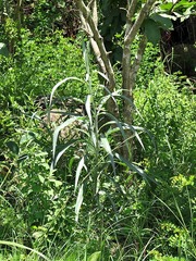 Senecio mlilwanensis
