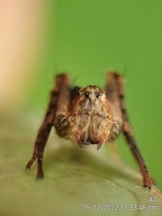 Hamataliwa