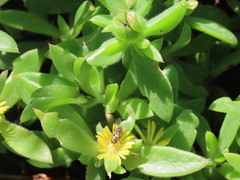 Delosperma rogersii