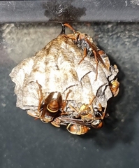 Polistes humilis humilis