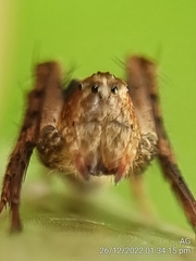 Hamataliwa